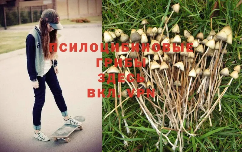 Псилоцибиновые грибы Psilocybine cubensis  Тетюши 